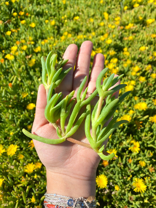 Yellow Trailing Iceplant Cuttings
