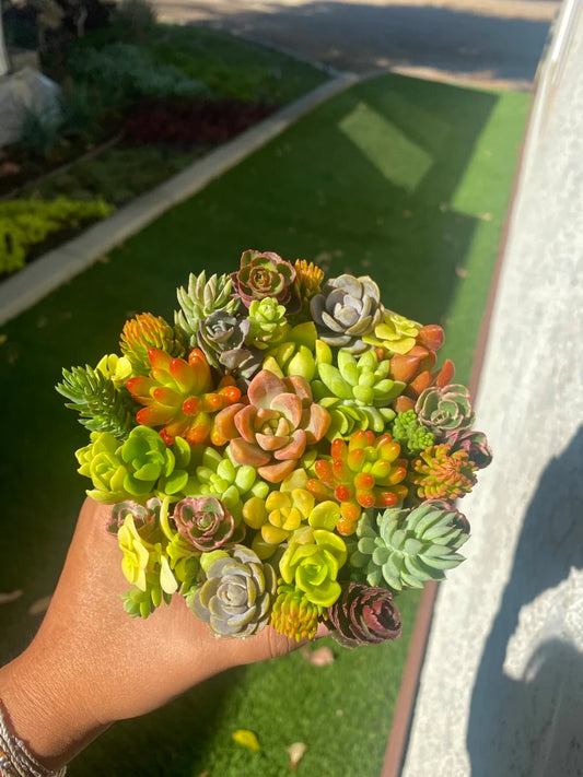 30 Mini Succulent Cutting Cup