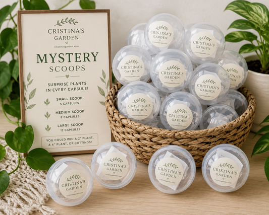 Mystery Scoops!