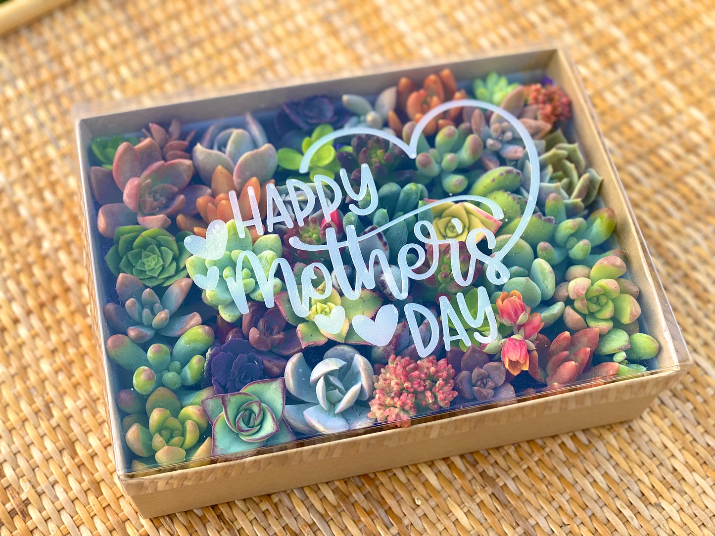 30 Mini Succulent Cutting Gift Box