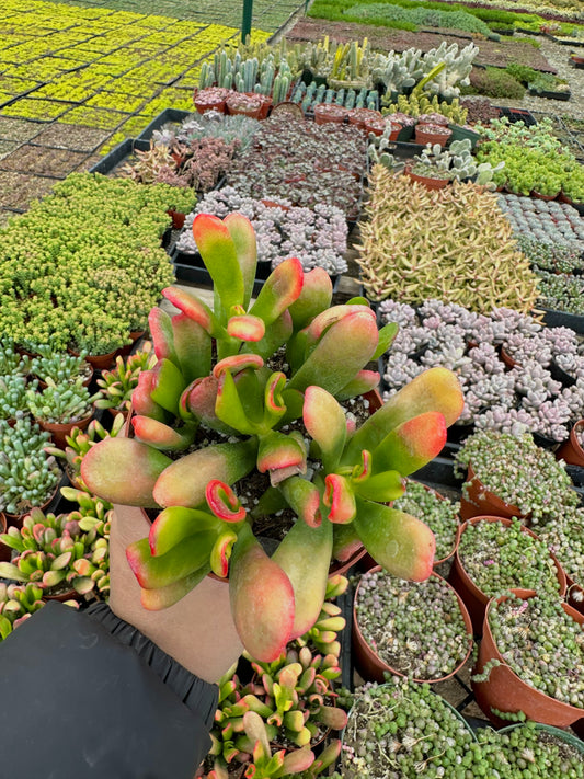 4" Variegated Crassula Ovata Ogre Ears