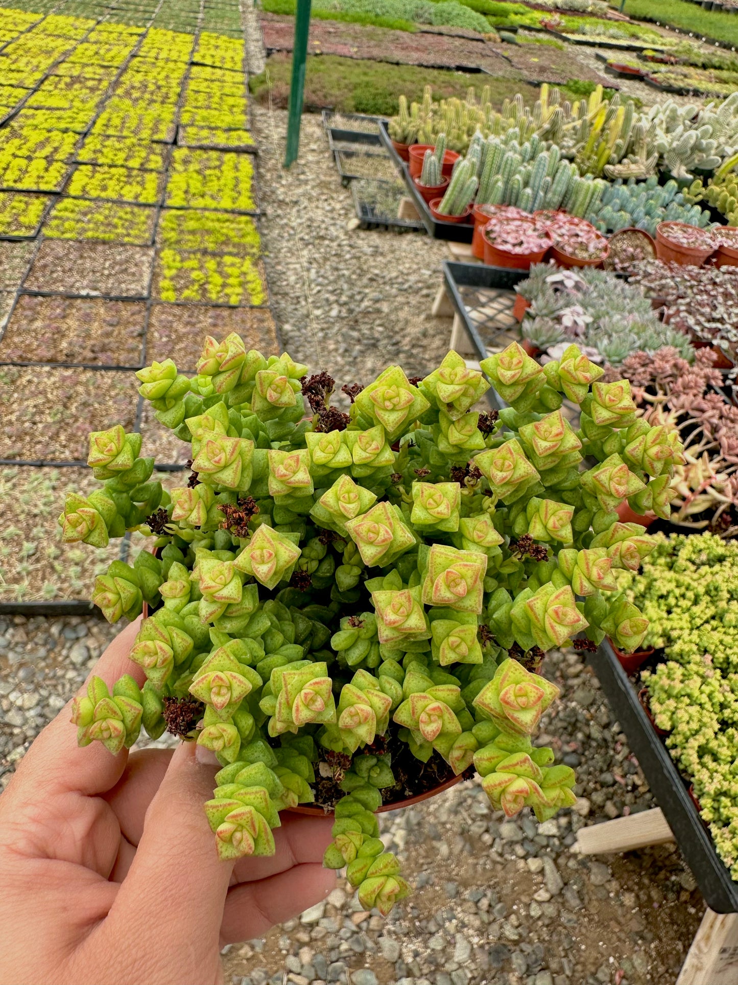 4" Crassula Tom Thumb