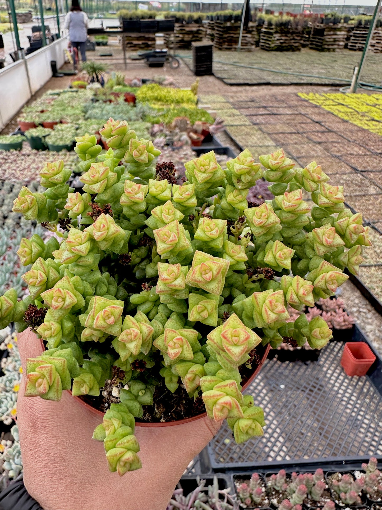 4" Crassula Tom Thumb