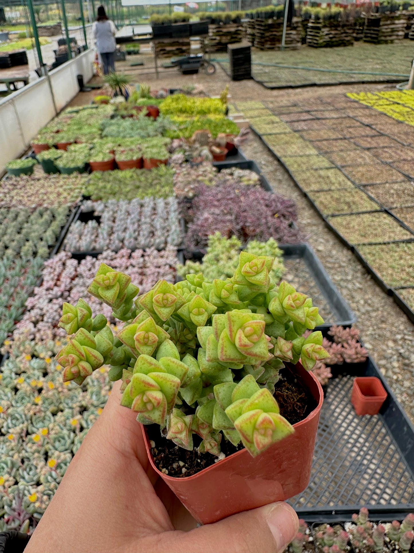 2" Crassula Tom Thumb