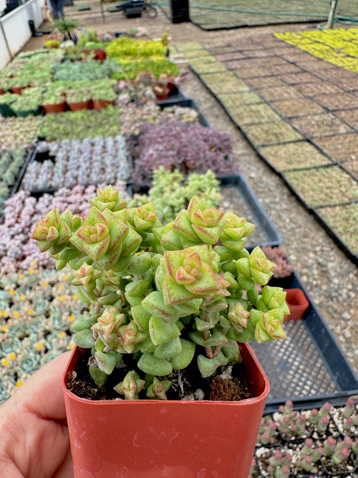 2" Crassula Tom Thumb