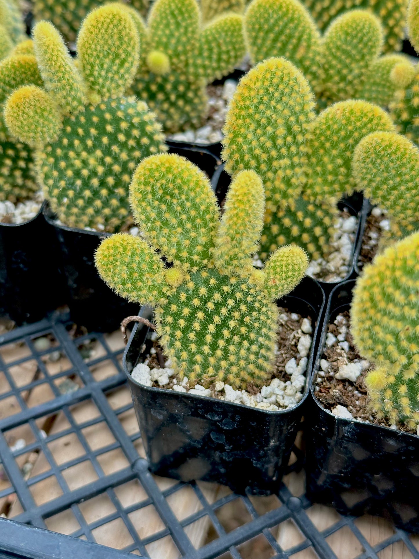 2" Yellow Bunny Cactus