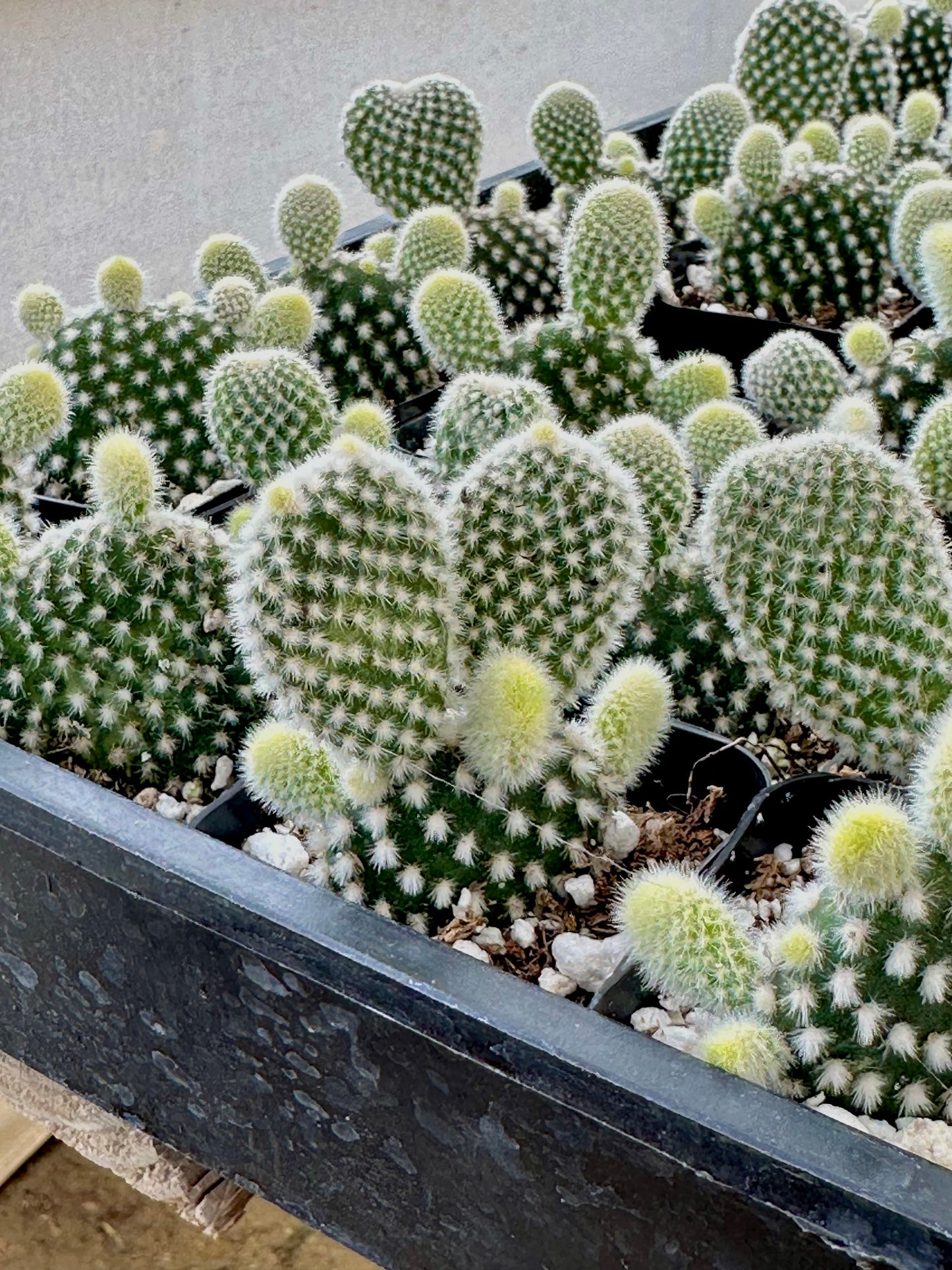 2" White Bunny Cactus