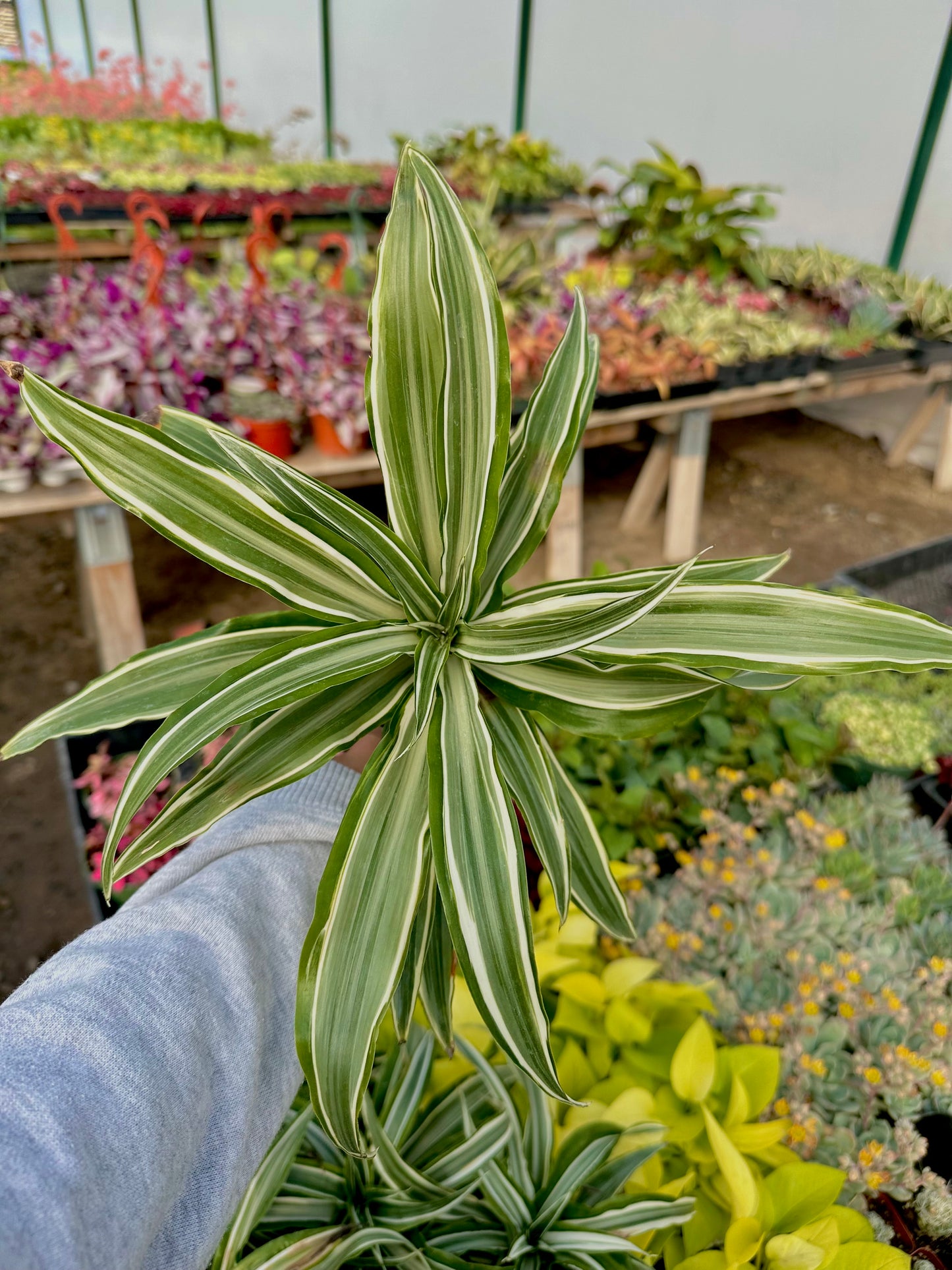 4" Spider Plant