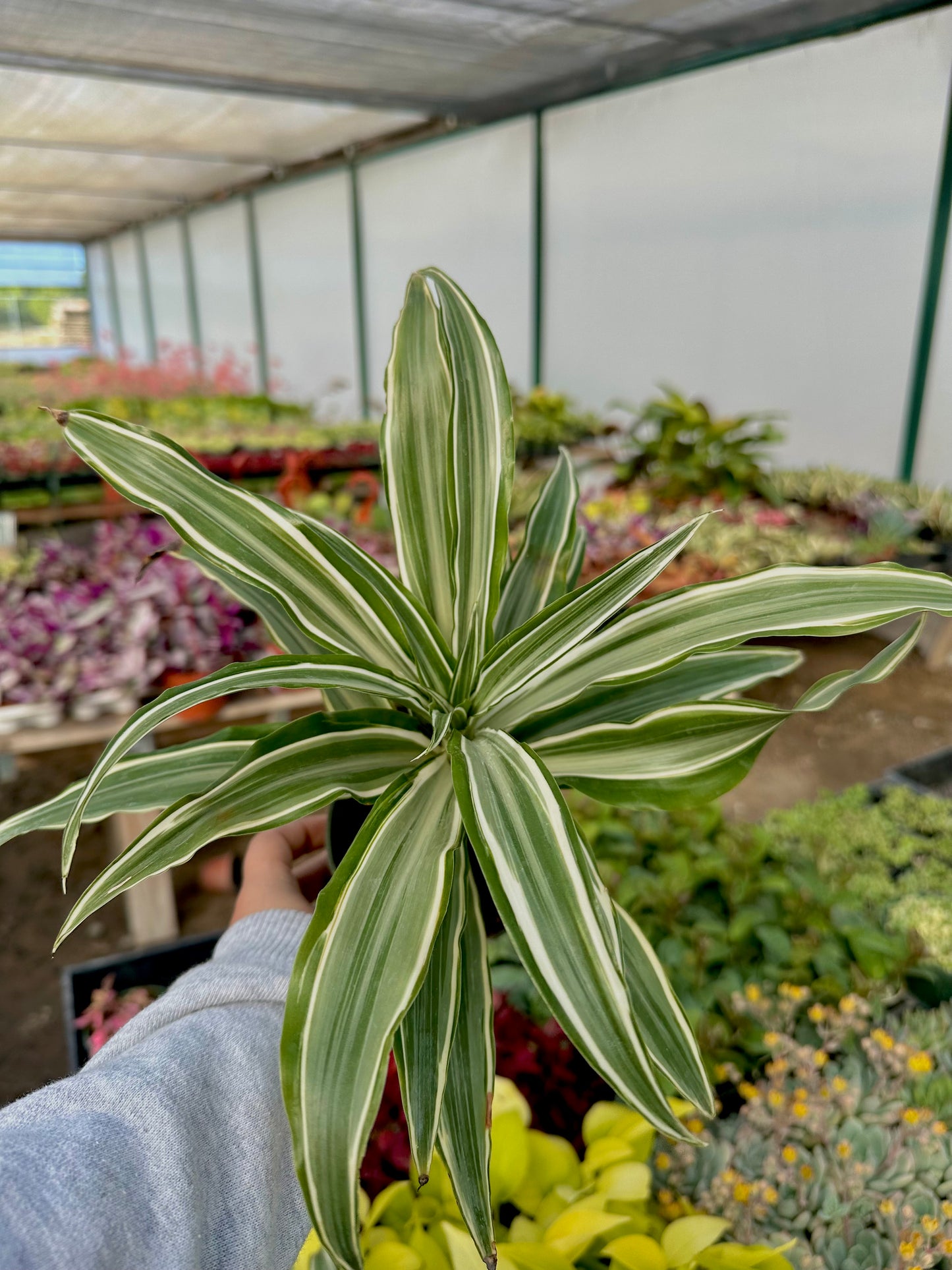 4" Spider Plant