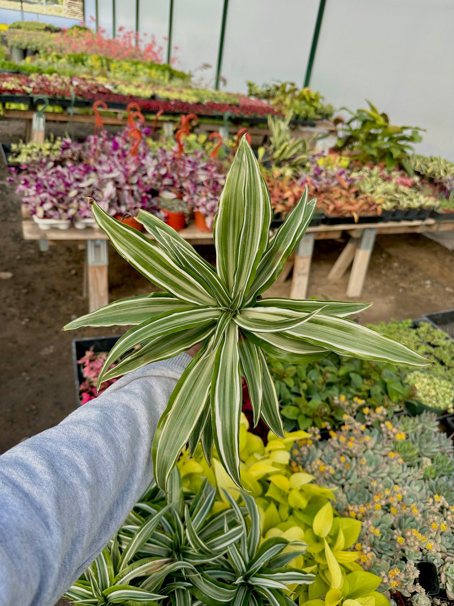 4" Spider Plant