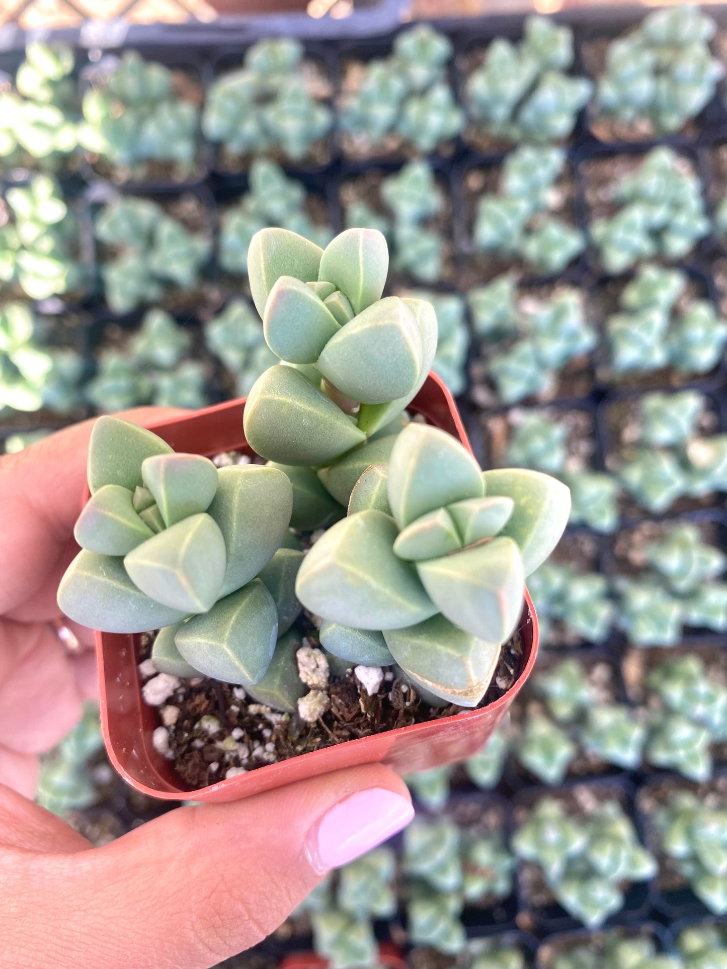 2" Delosperma Lehmannii