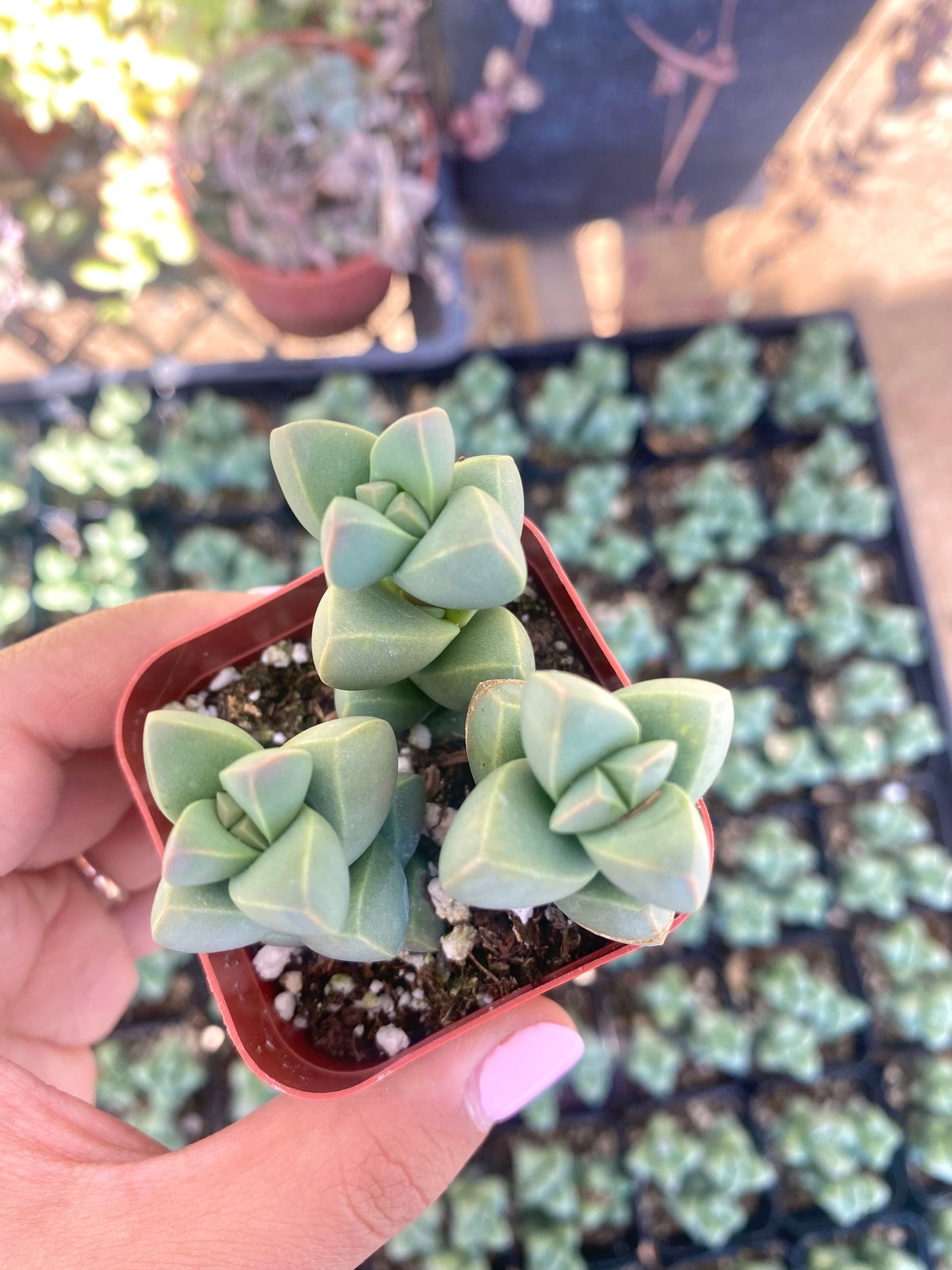 2" Delosperma Lehmannii