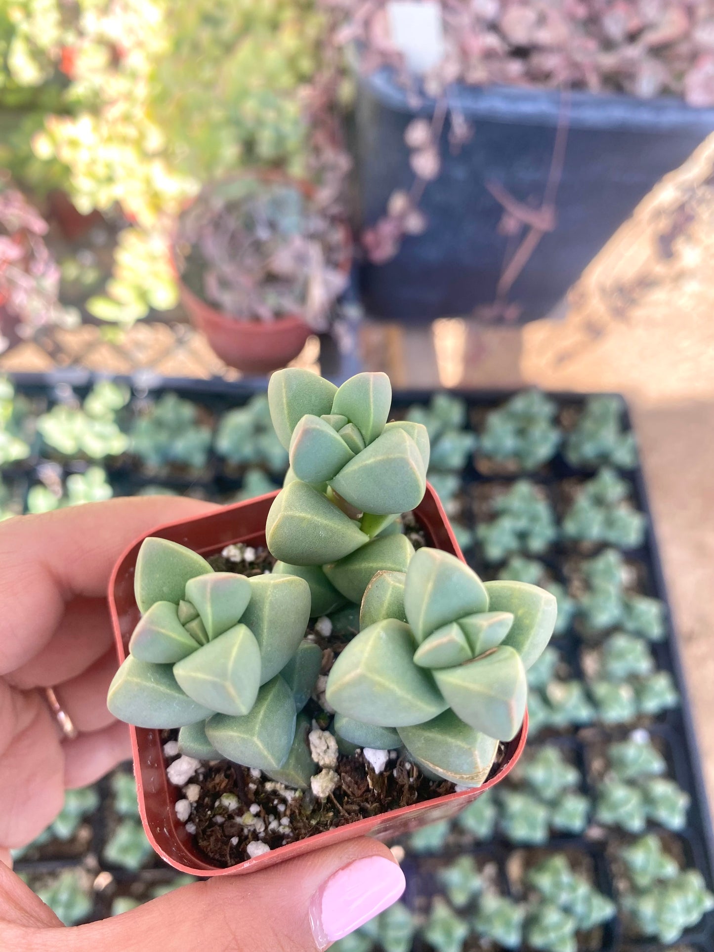 2" Delosperma Lehmannii