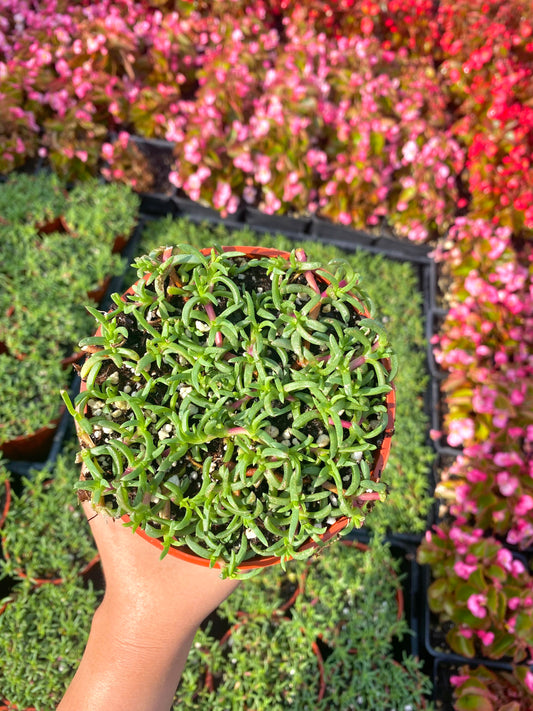 4" Ruschia Lineolata - Dwarf Carpet of Stars - PPAF