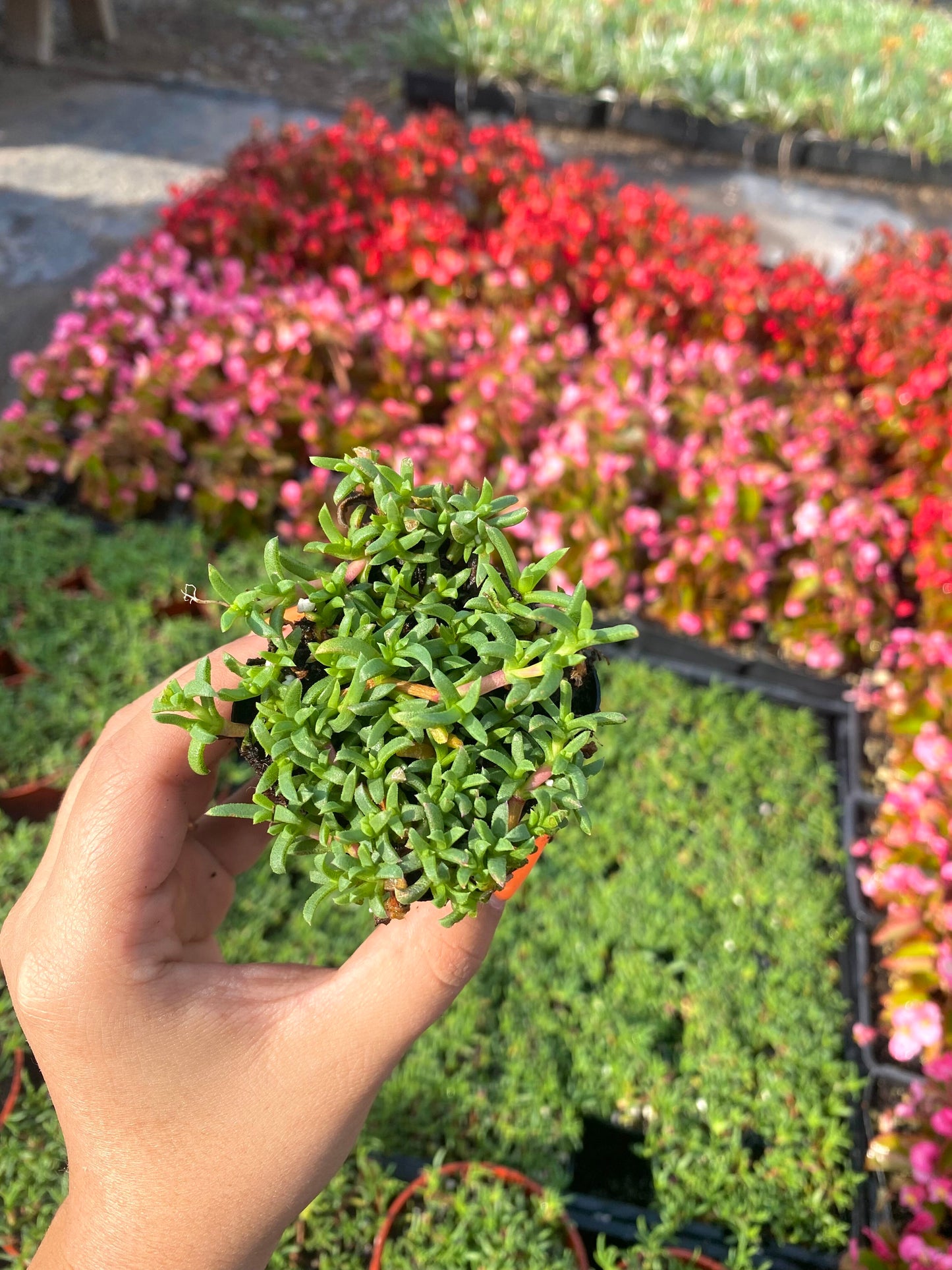 2" Ruschia Lineolata - Dwarf Carpet of Stars