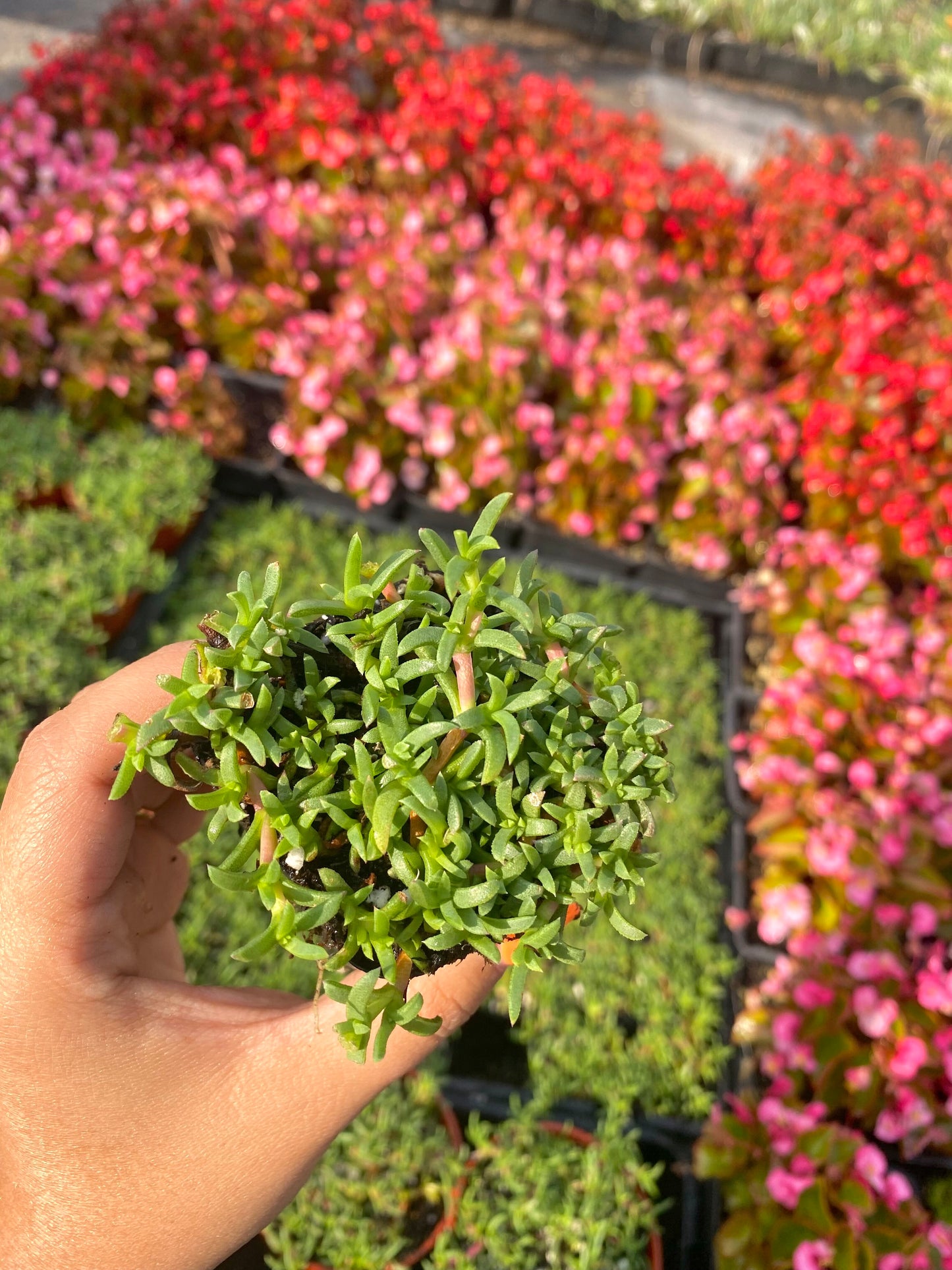 2" Ruschia Lineolata - Dwarf Carpet of Stars