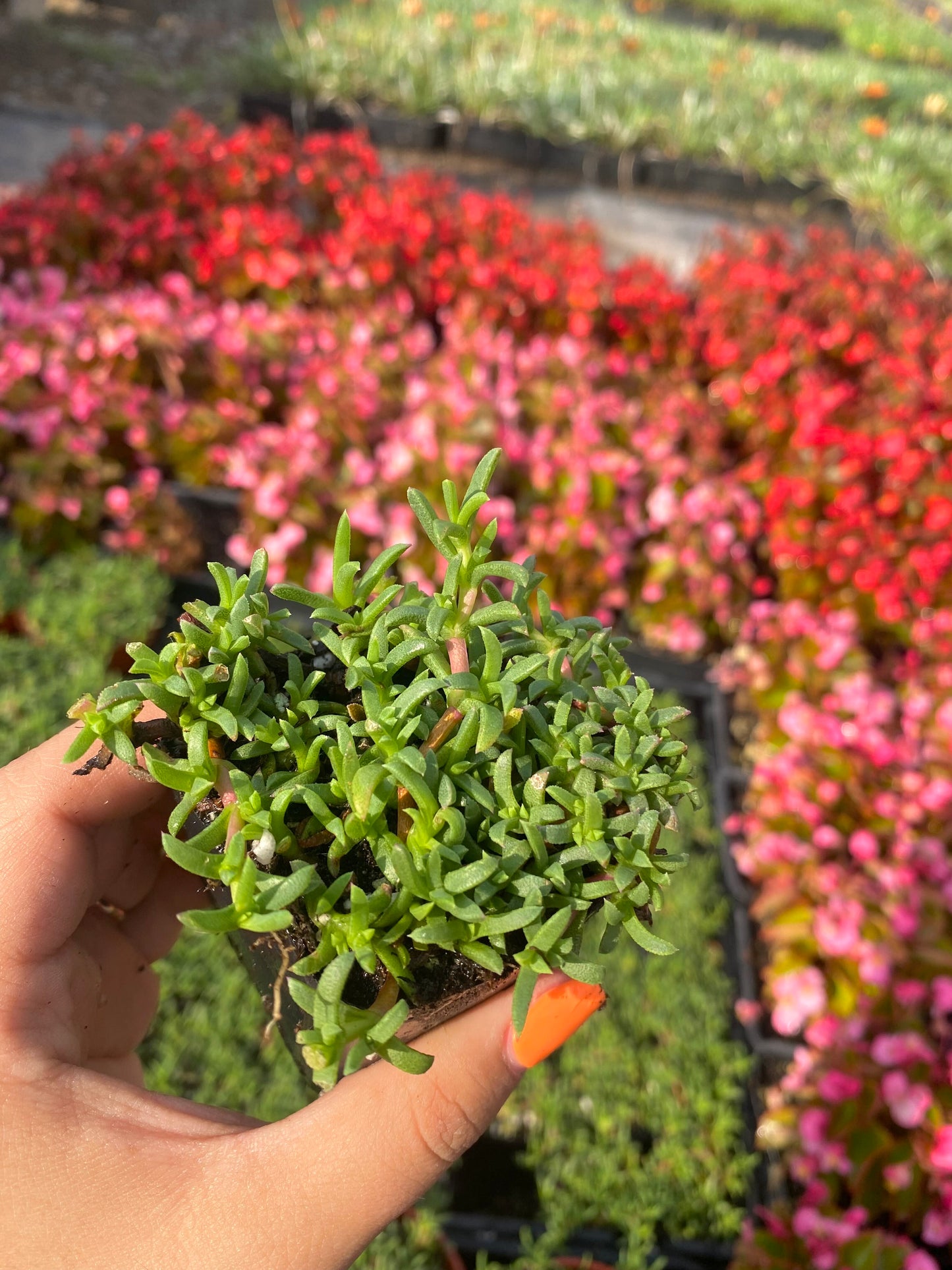 2" Ruschia Lineolata - Dwarf Carpet of Stars