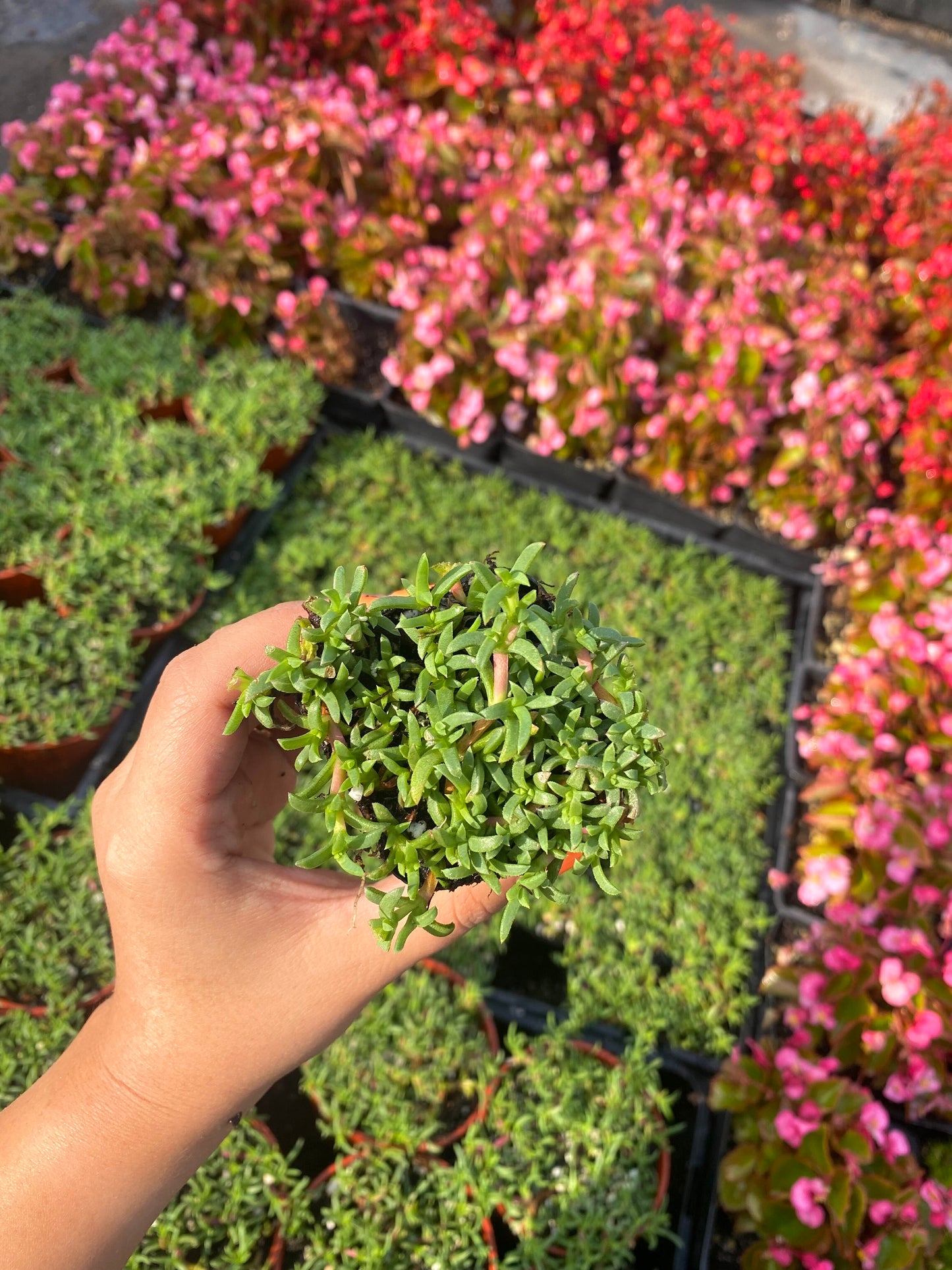 2" Ruschia Lineolata - Dwarf Carpet of Stars