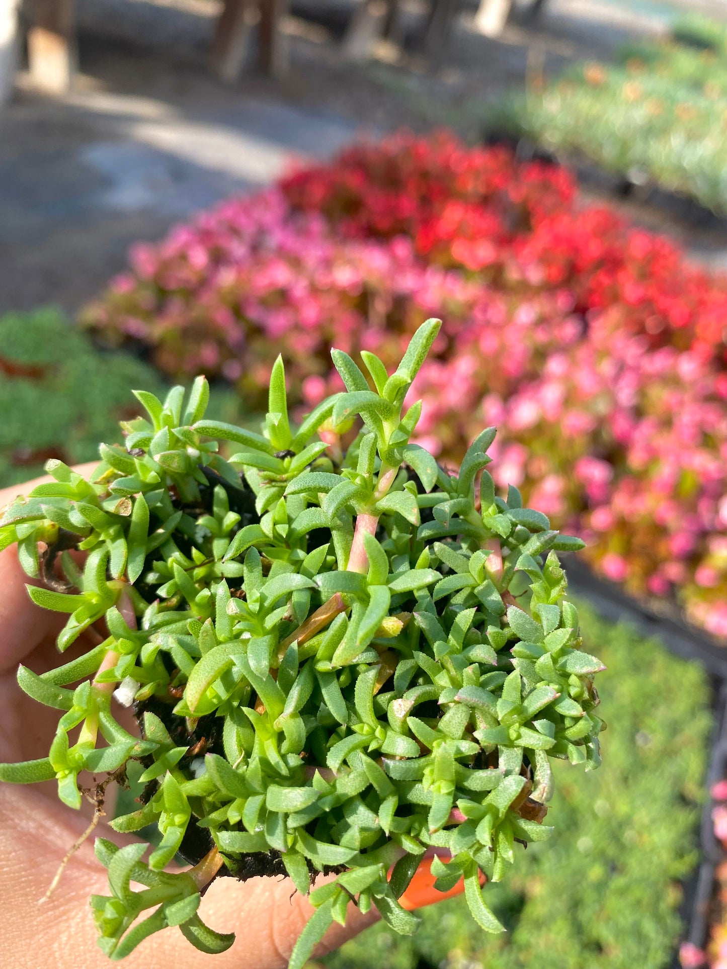 2" Ruschia Lineolata - Dwarf Carpet of Stars