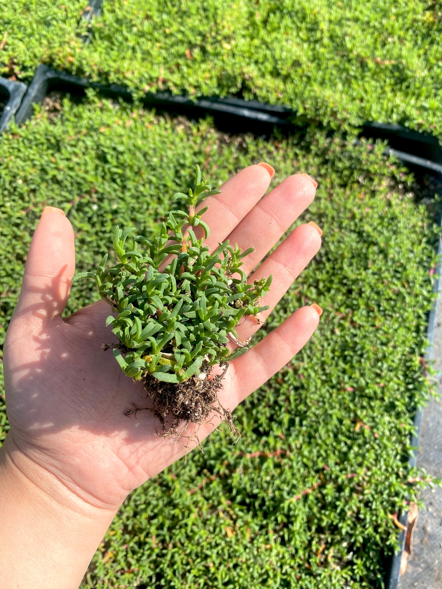 Ruschia Lineolata - Dwarf Carpet of Stars - PPAF