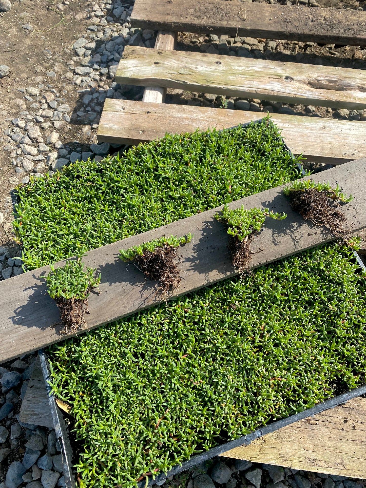 Ruschia Lineolata - Dwarf Carpet of Stars - PPAF