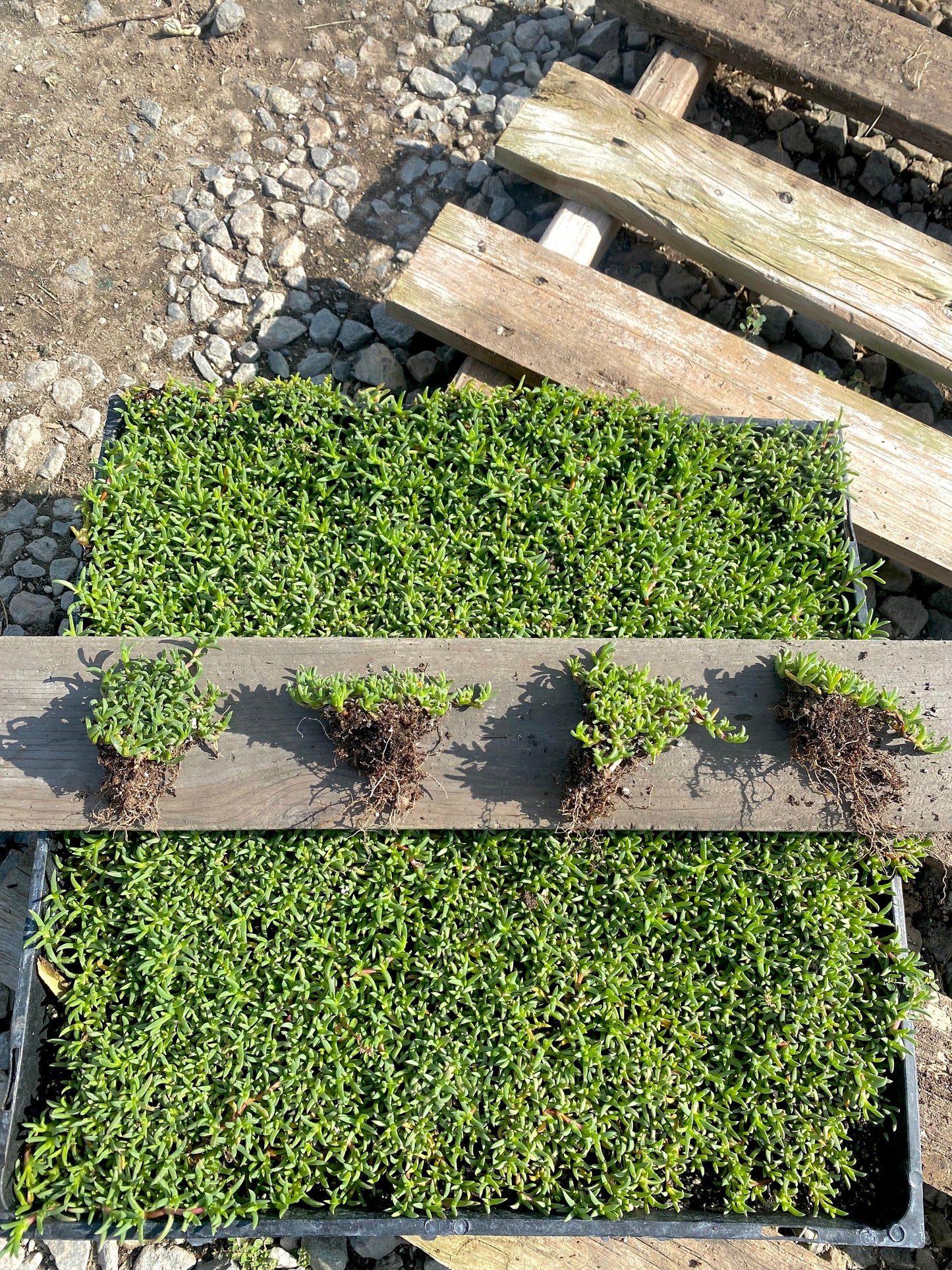 Ruschia Lineolata - Dwarf Carpet of Stars - PPAF