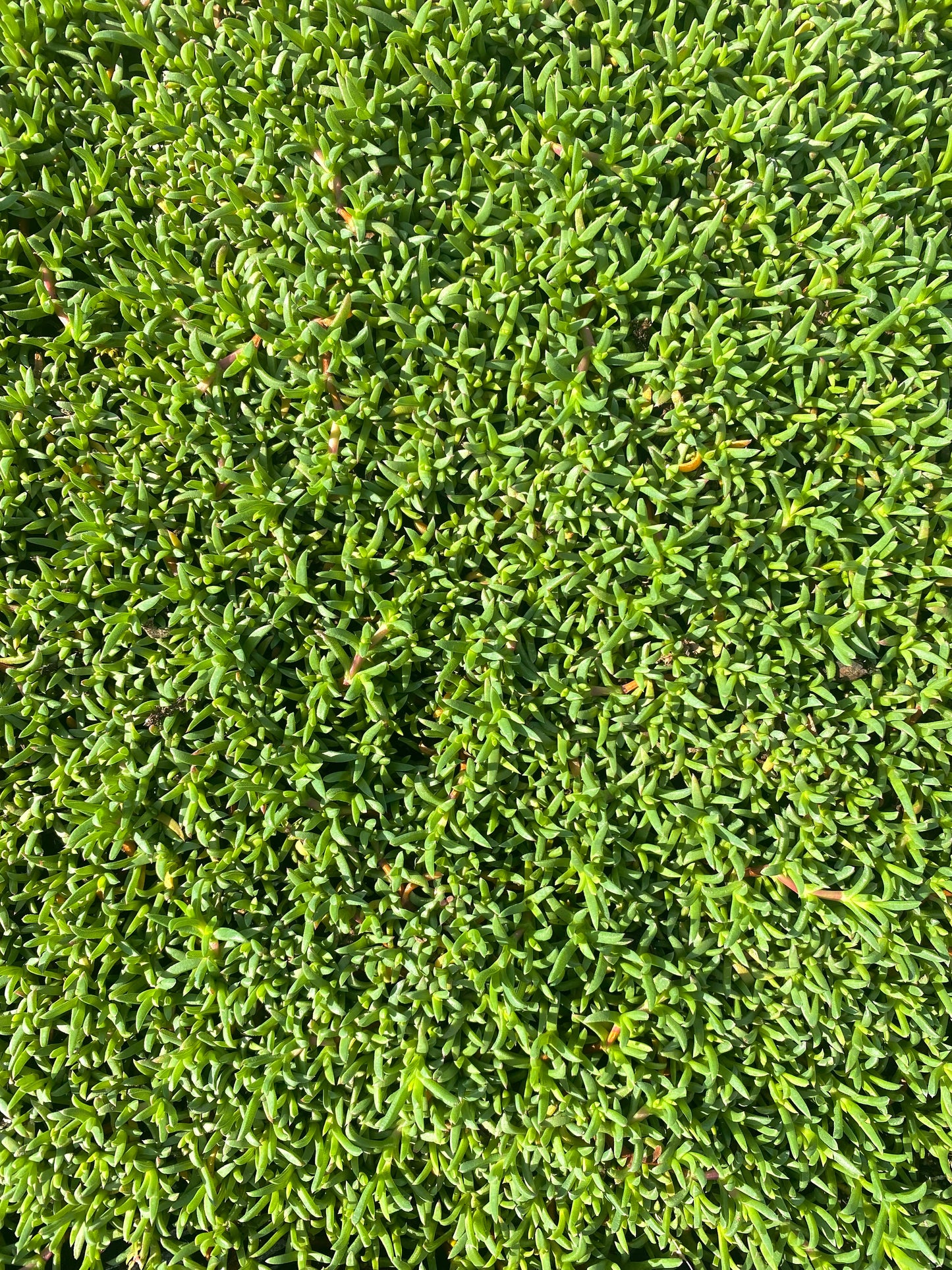 Ruschia Lineolata - Dwarf Carpet of Stars - PPAF