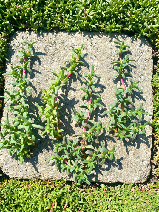 Ruschia Lineolata Cuttings