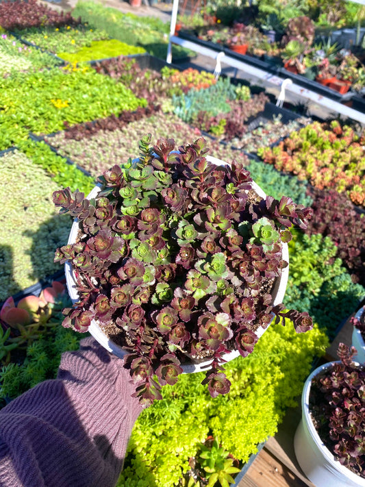 6" Sedum Spurium Bronze Carpet