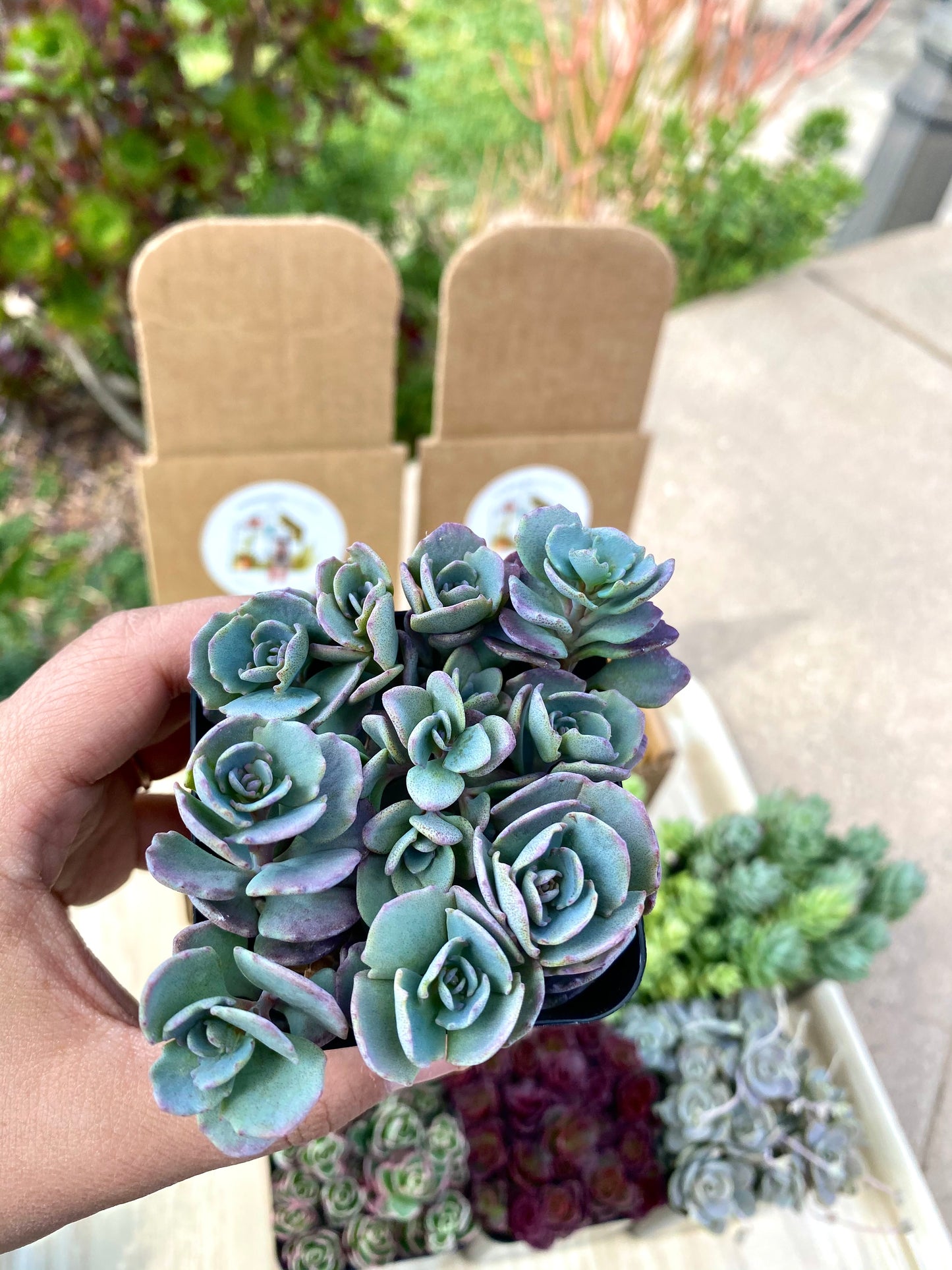 Sedum Cauticola Likadense Cuttings