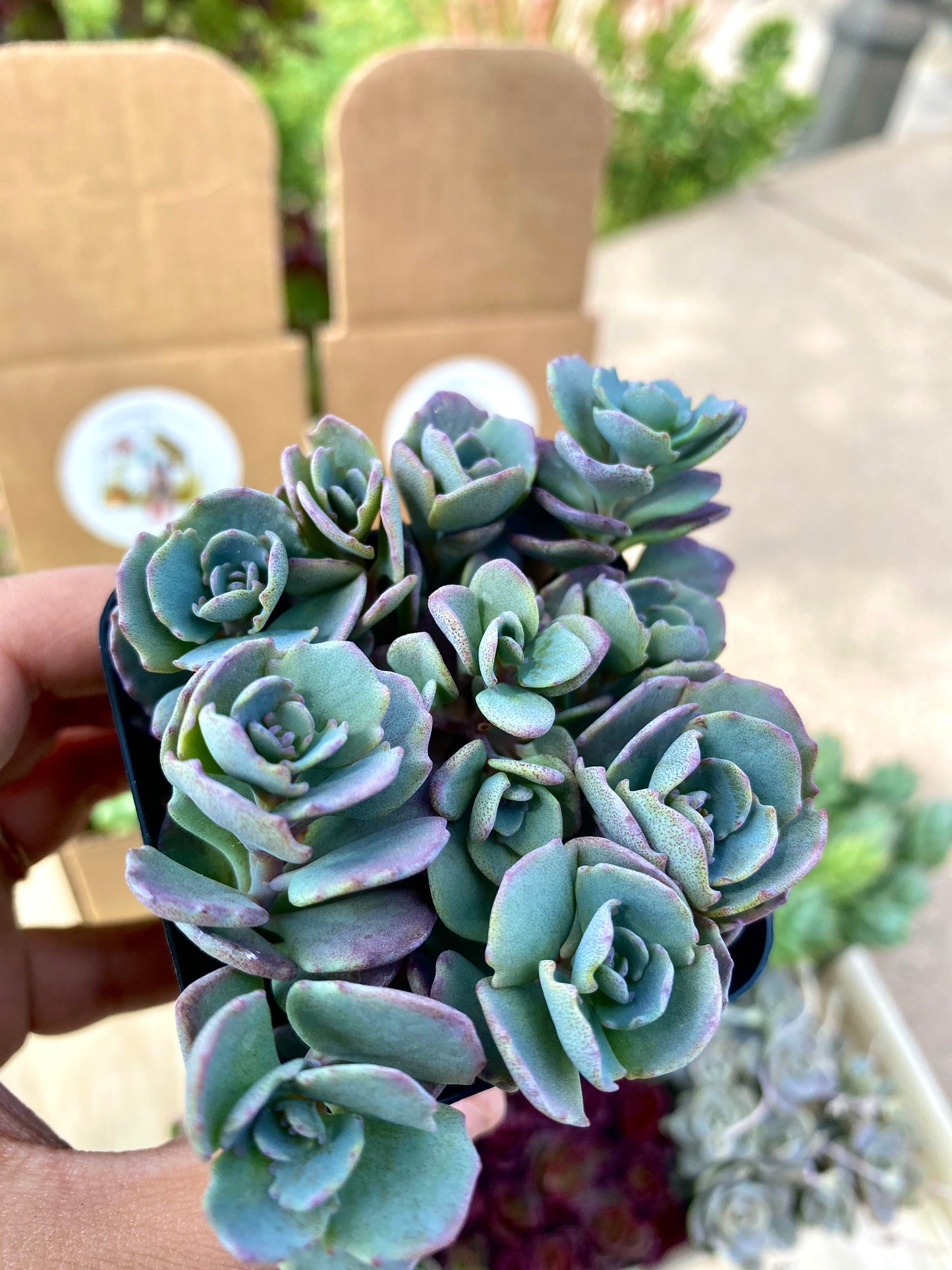 Sedum Cauticola Likadense Cuttings