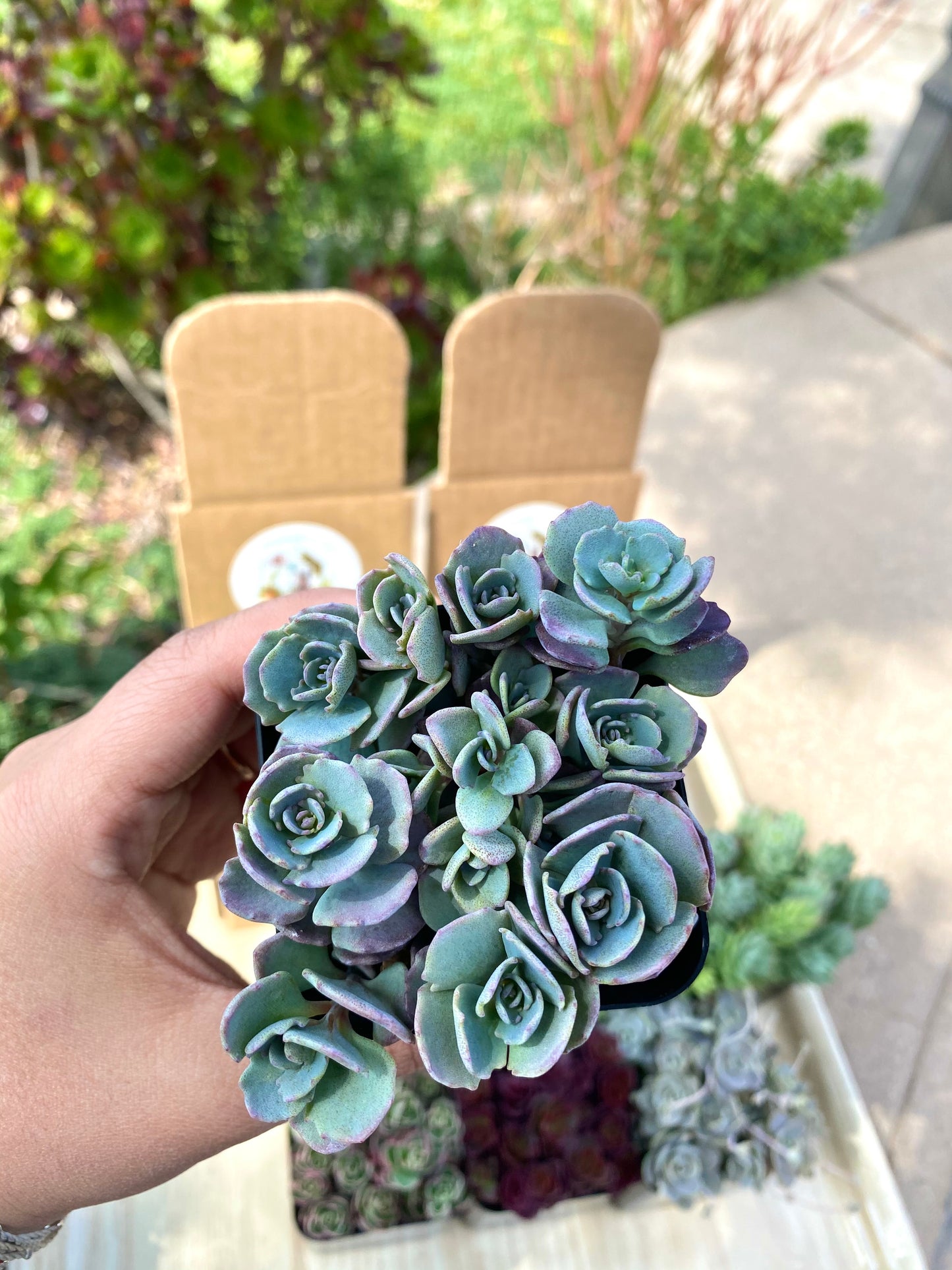 Sedum Cauticola Likadense Cuttings