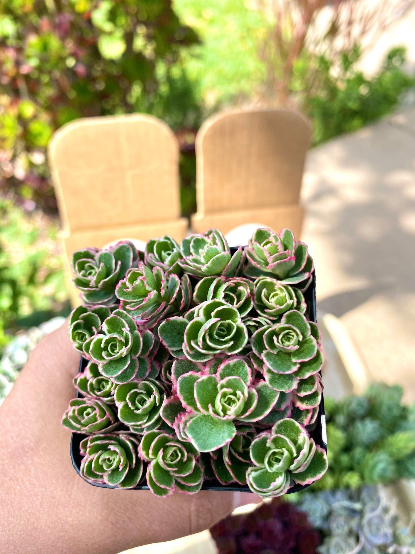 Sedum Spurium Tricolor Cuttings