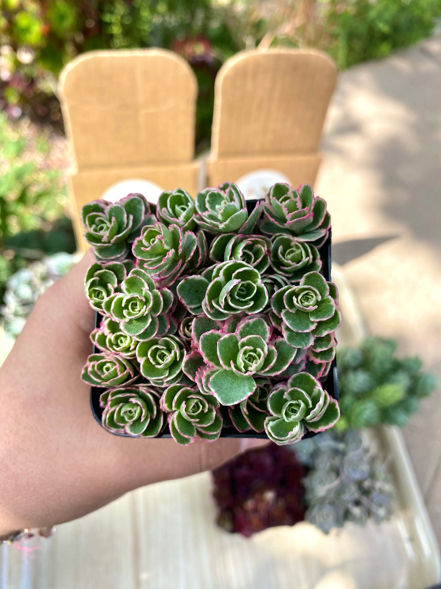 Sedum Spurium Tricolor Cuttings