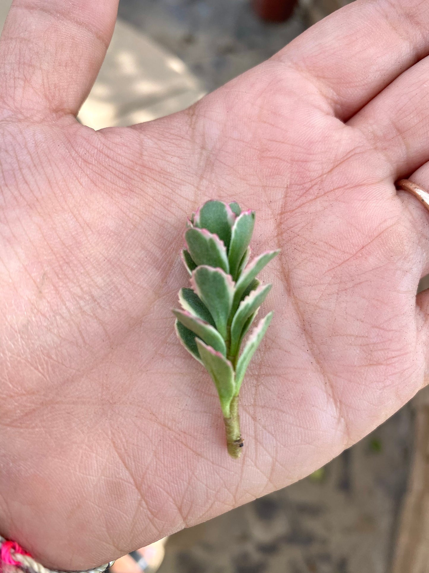 Sedum Spurium Tricolor Cuttings