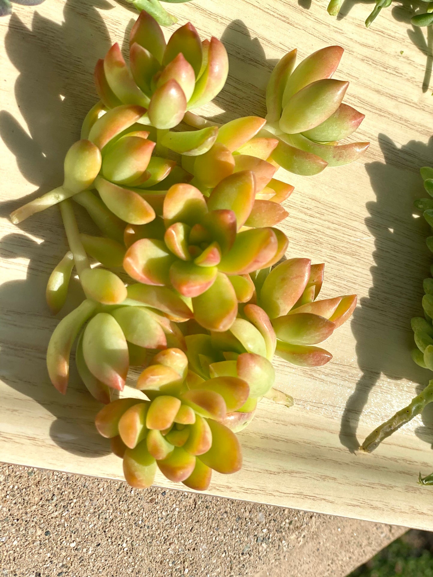 Sedum Adophii Cuttings