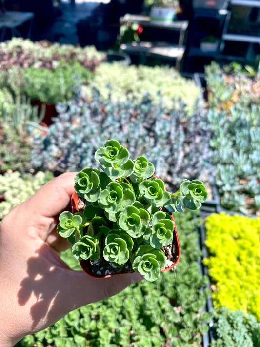 2" Sedum Spurium John Creech