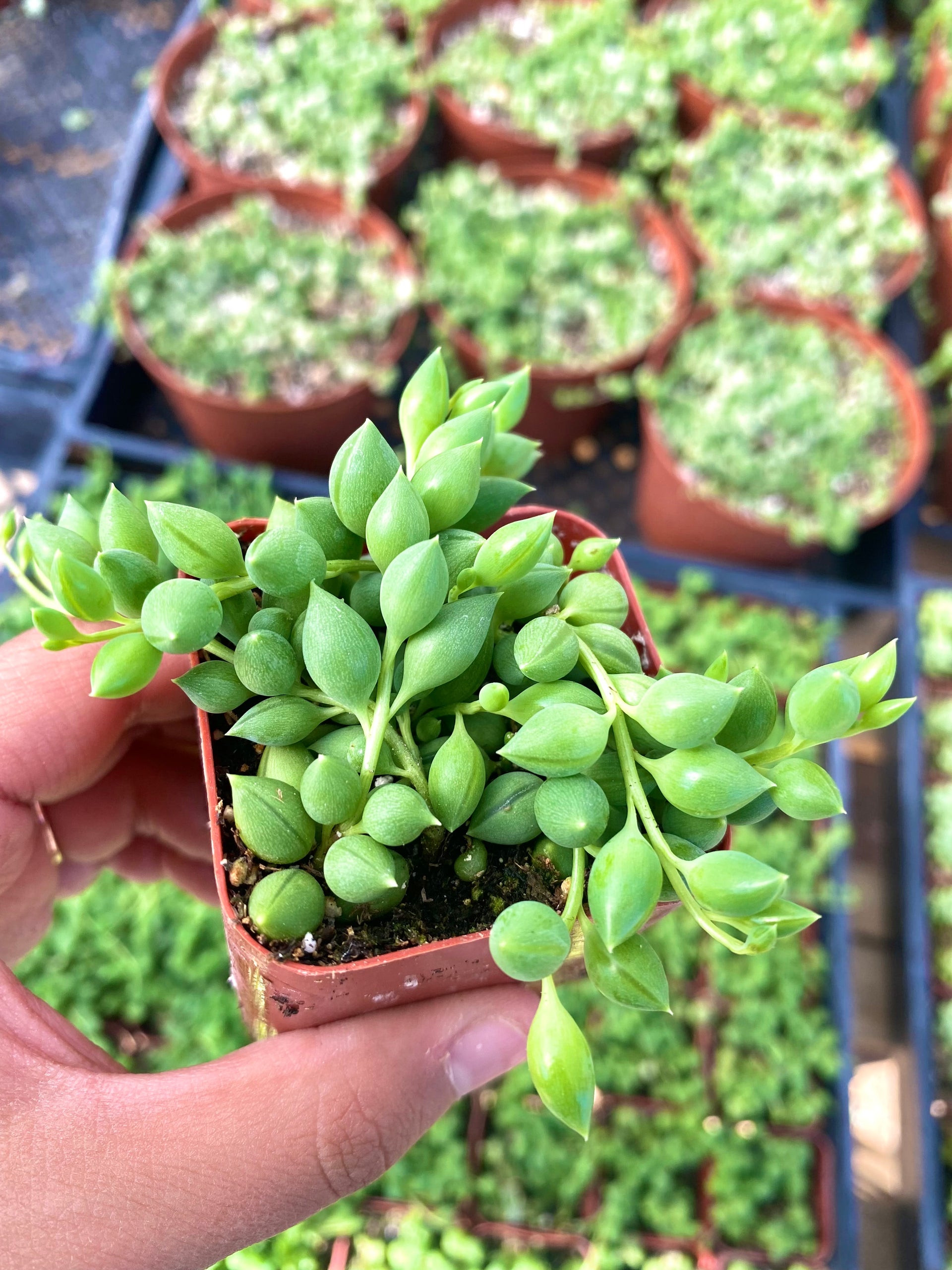 succulent string of tears 2" String of Tears – Cristina's Garden