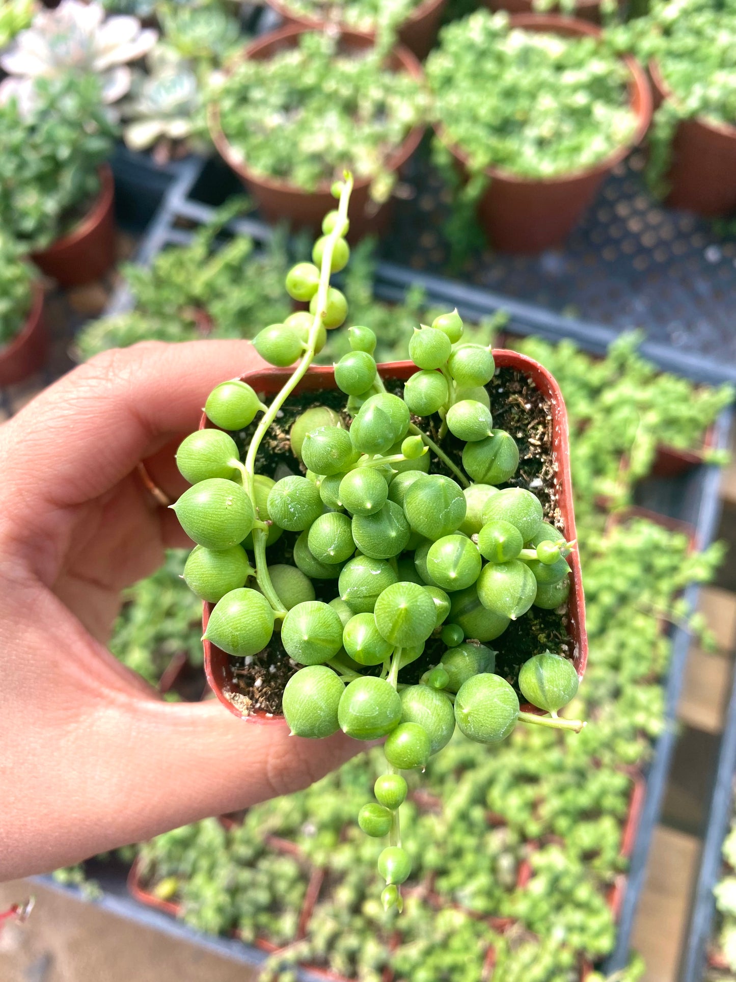 2" String of Pearls