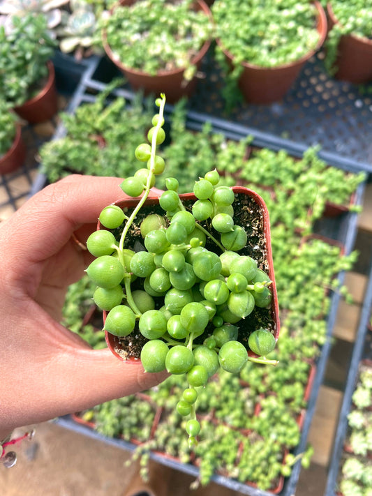 2" String of Pearls