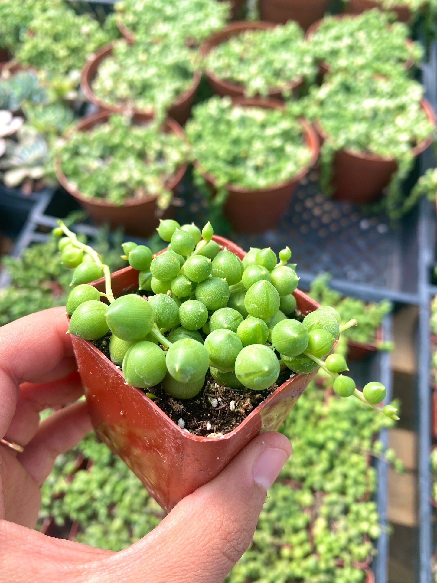 2" String of Pearls