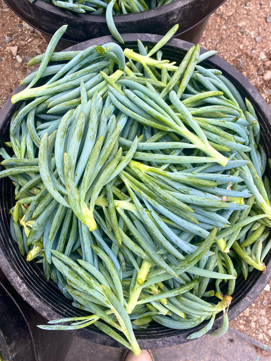 Senecio Mandraliscae Cuttings