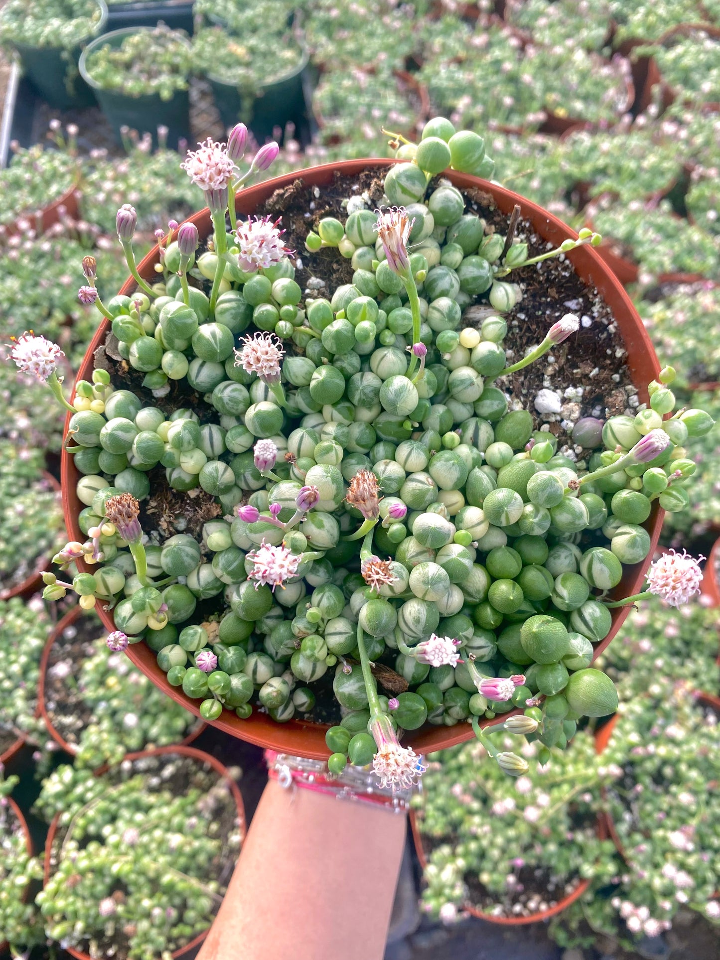 aglaonema commutatum variegated pearls 6" Variegated String of Pearls