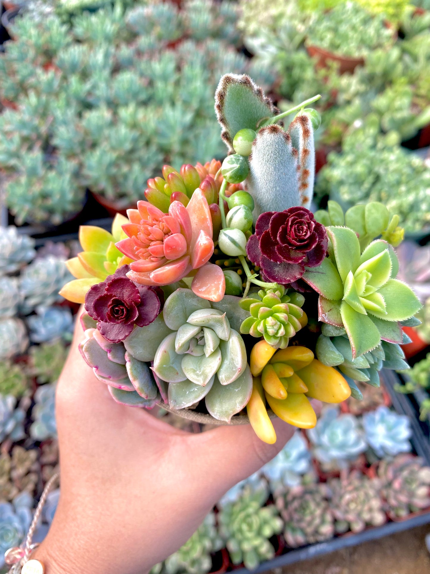 12 Mini Succulent Cutting Cup