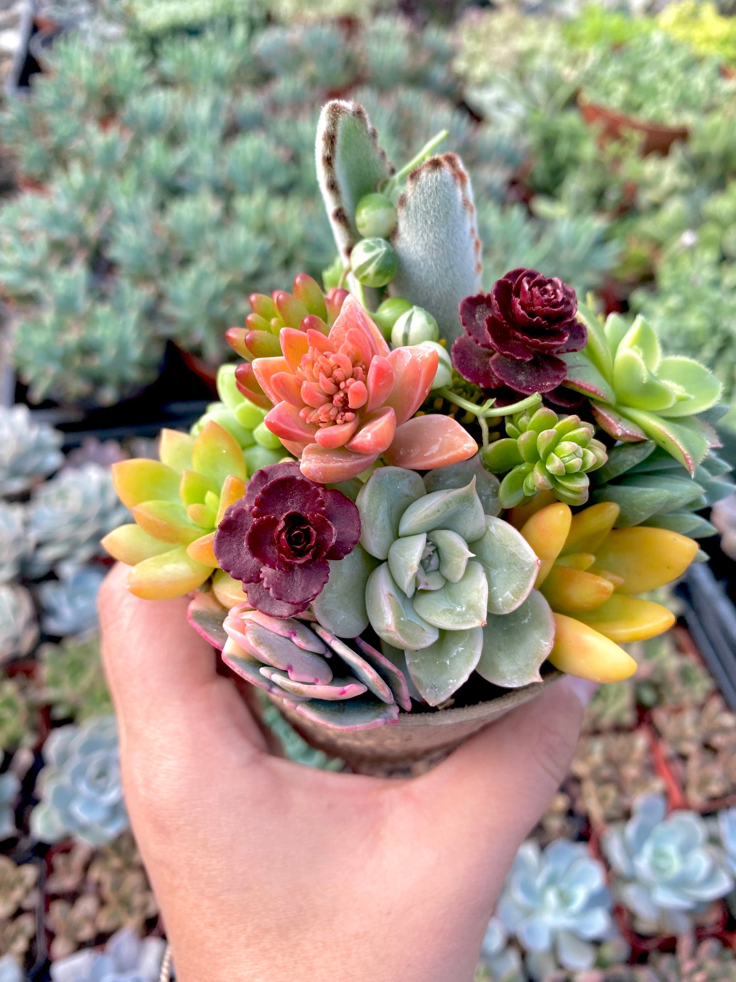 12 Mini Succulent Cutting Cup