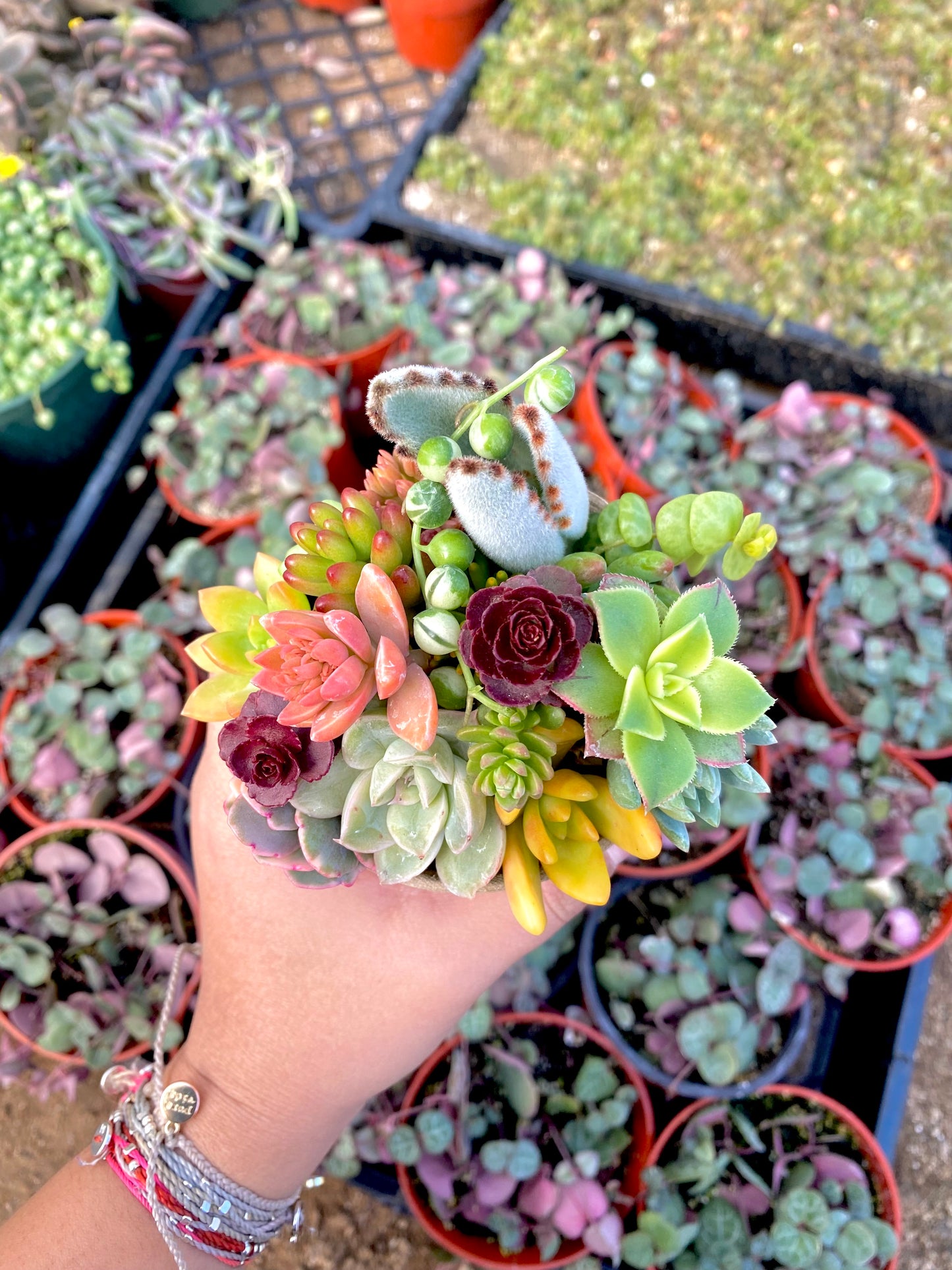 12 Mini Succulent Cutting Cup