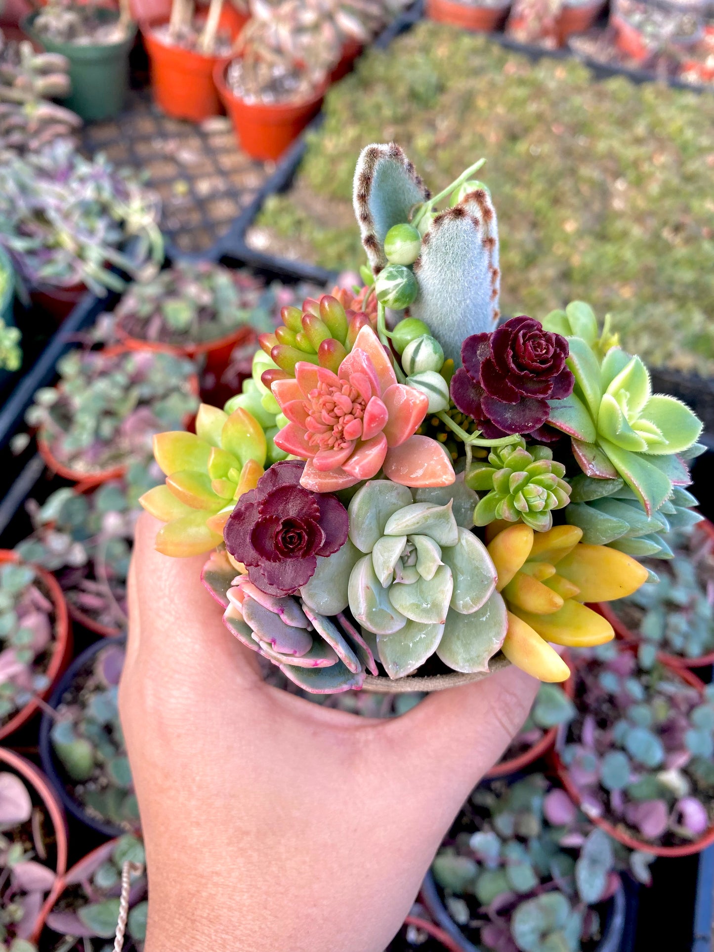 12 Mini Succulent Cutting Cup