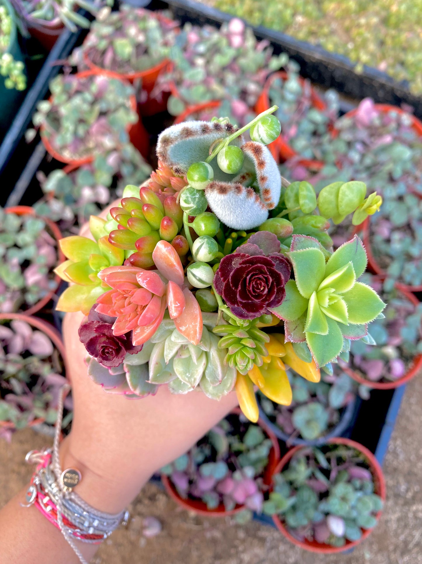 12 Mini Succulent Cutting Cup