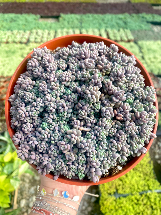 6" Sedum Dasyphyllum Minor