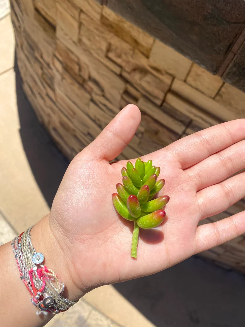 Sedum Jelly Bean Cuttings